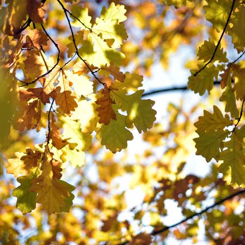 Photo #11198092
