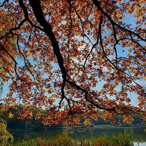 Photo #11198496