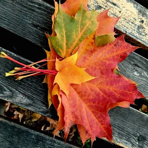 Photo #11198594