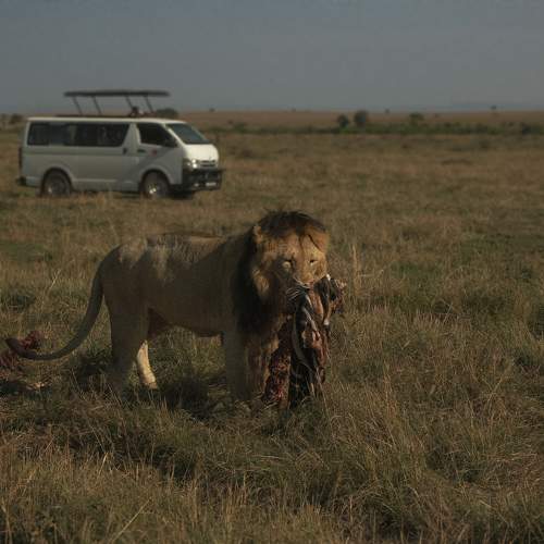 A lion’s kill