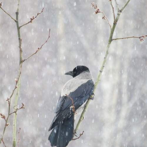 Photo #11199639