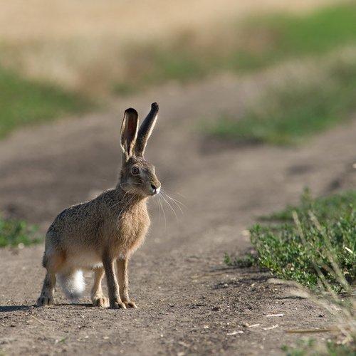 Rabbit