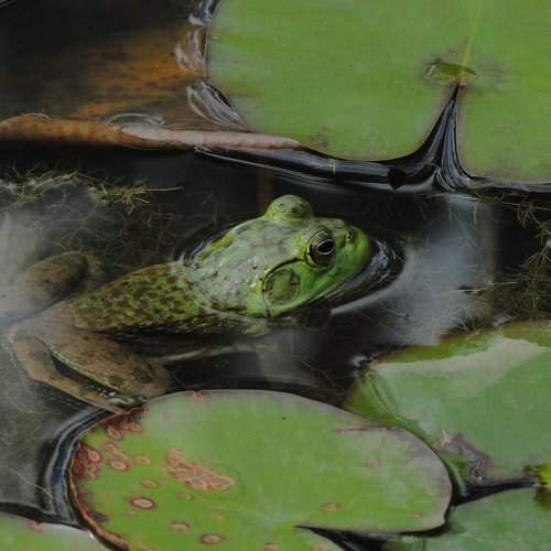 The hidden frog