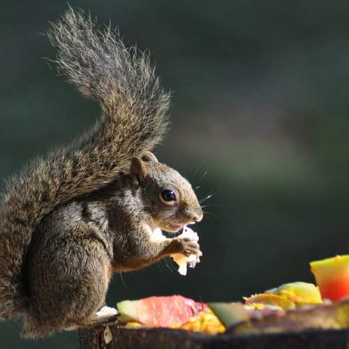 The hungry squirrel