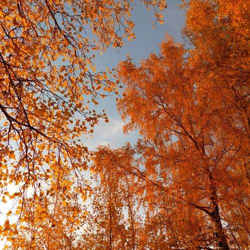 Photo #11200527