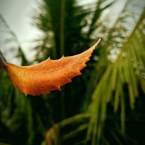 Photo #11201465
