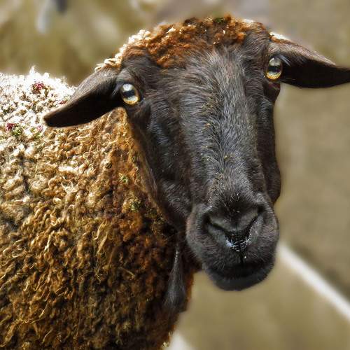 Photo #11201564