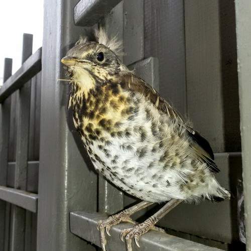 Photo #11203305