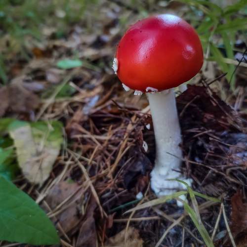 Photo #11203738