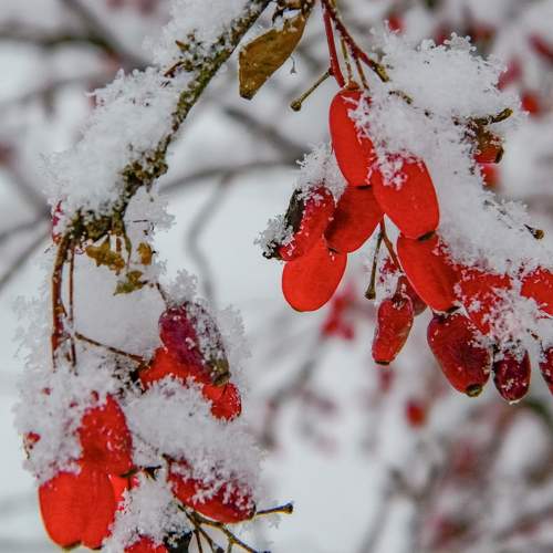Photo #11203748