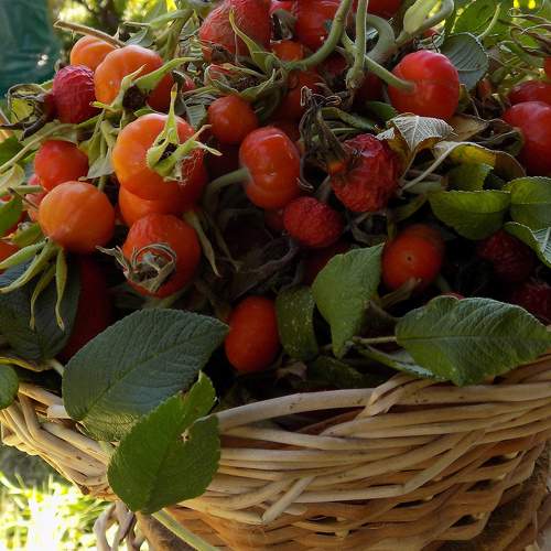 Photo #11204021