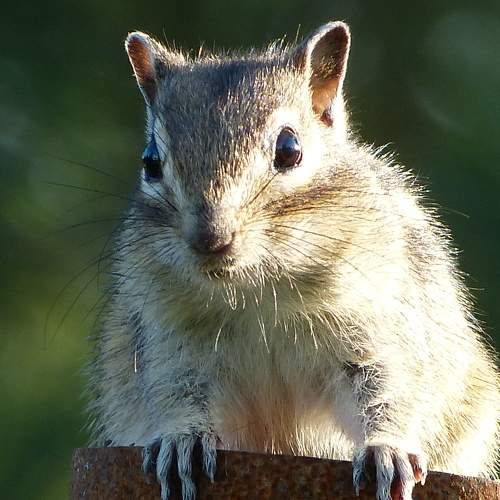 Photo #11204209