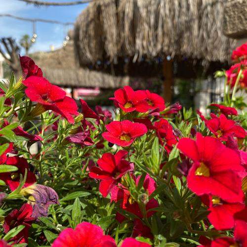 Photo #11204541