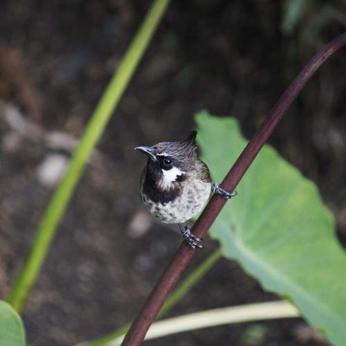 Photo #11204661