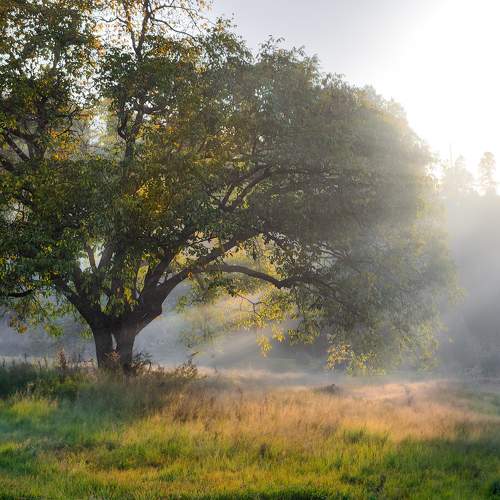 Sunlit canopy
