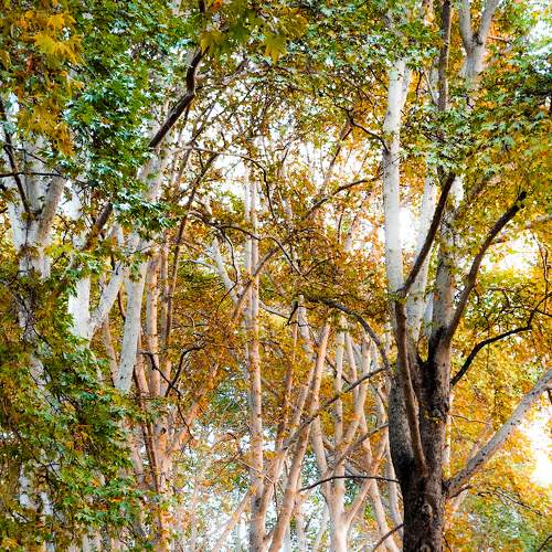 Autumn veins