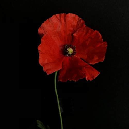 Poppy