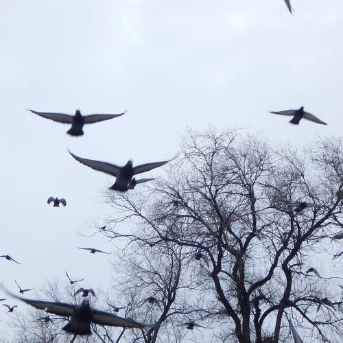 Photo #11206369