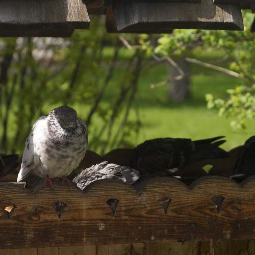 Photo #11206921