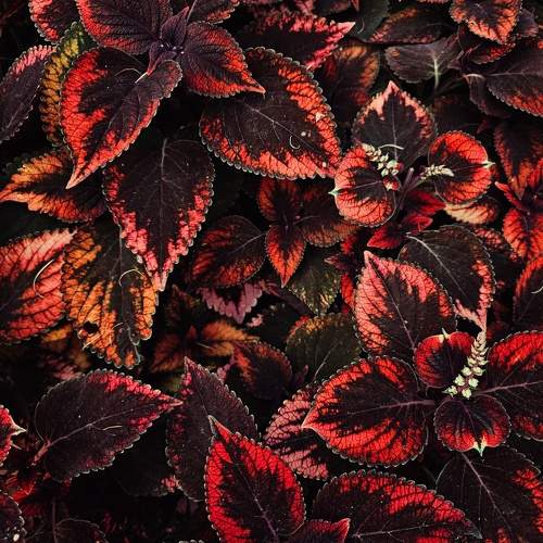 Photo #11207141
