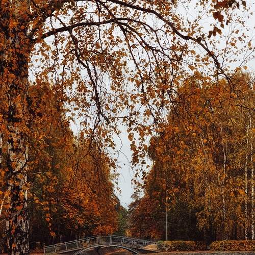 Photo #11207151