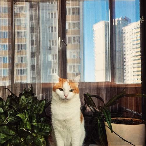 Photo #11207164