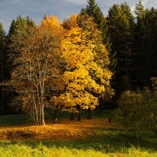 Photo #11208466
