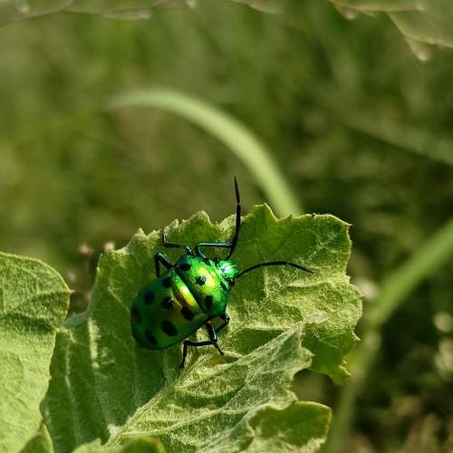 "The Green Beetle"
