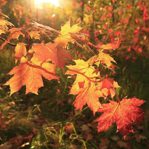 Photo #11208930