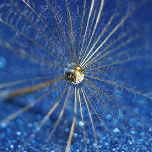 Photo #11209088