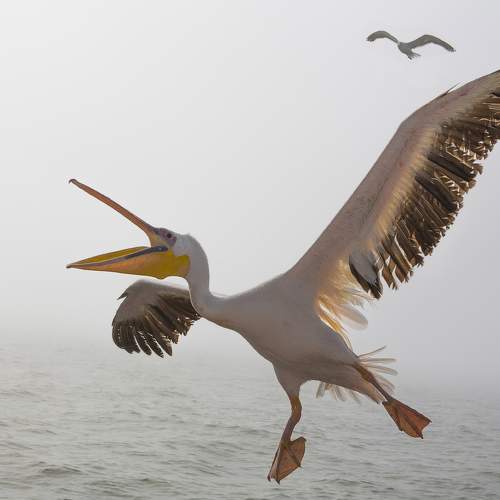 Фотография #11209129