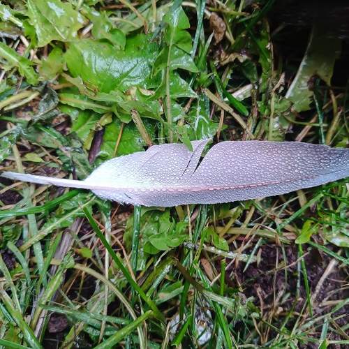 Photo #11209343