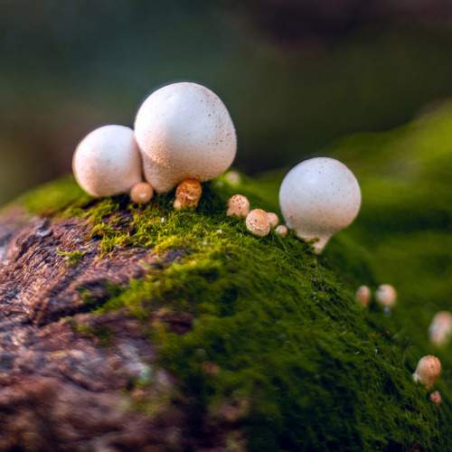 Photo #11209354