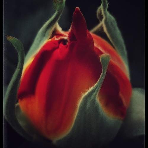 Photo #11210125