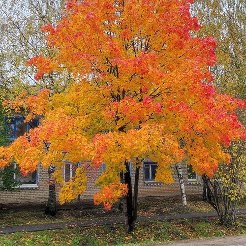 Photo #11210217