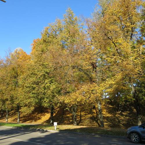 Photo #11210260
