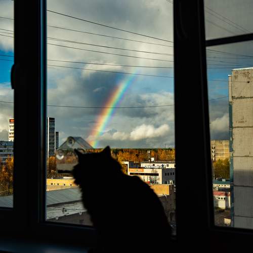 Photo #11210353