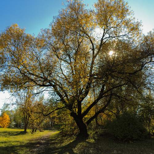 Photo #11210417