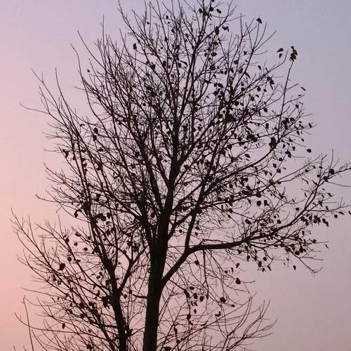 Sacred fig (पिपल)
