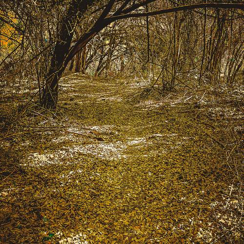 Photo #11211431