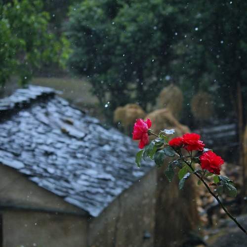 Photo #11211521