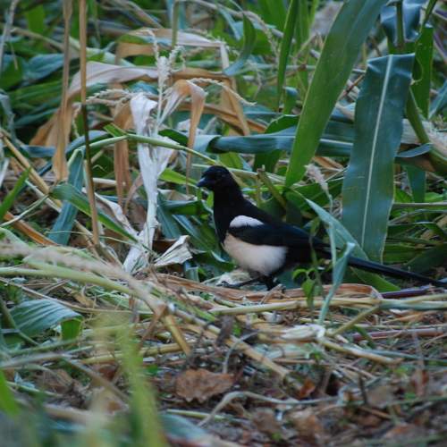 Photo #11211552
