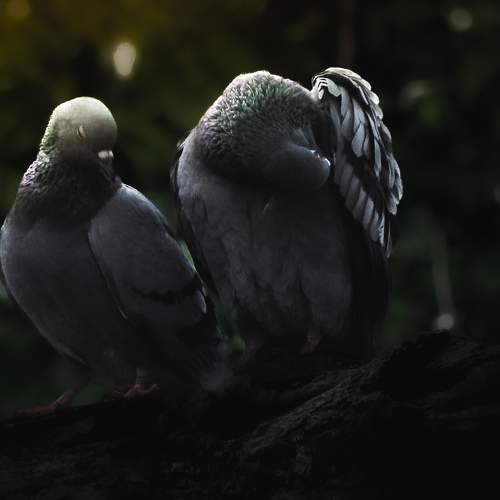 Wings of daylight