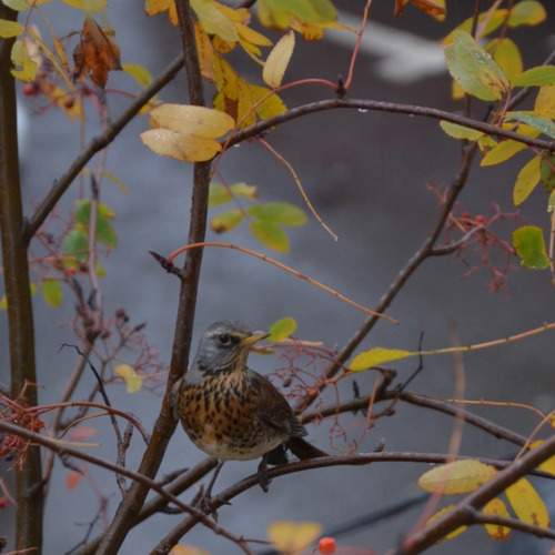 Photo #11212243