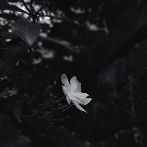Photo #11212643