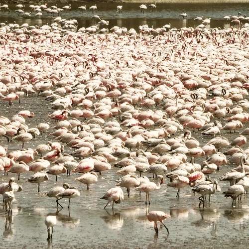 The flamingos conference!