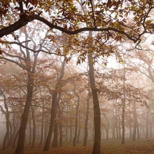 Photo #11213861