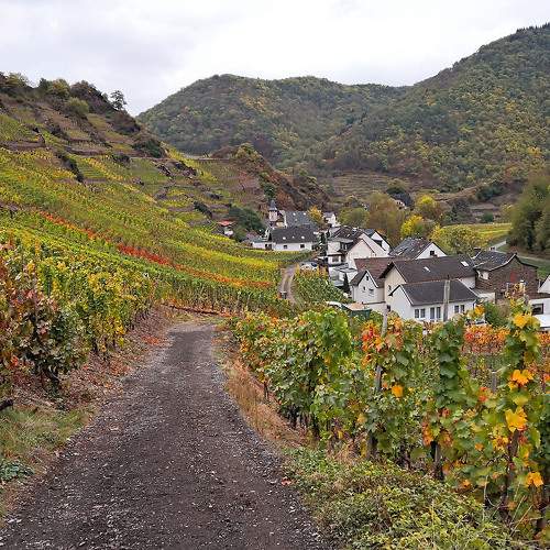 Wijngebied in Mayschoss in de Eifel