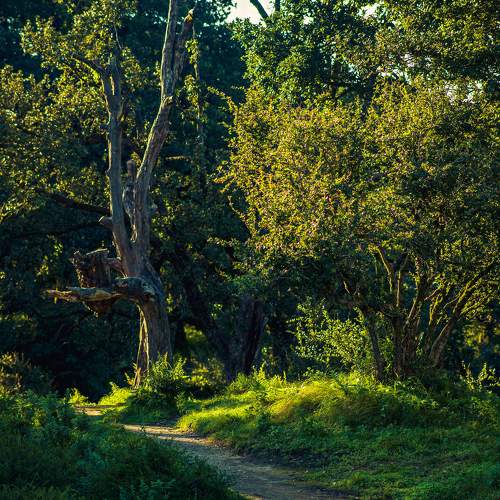 Forest trail