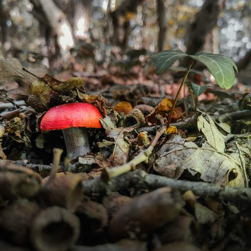 Hidden Fungus